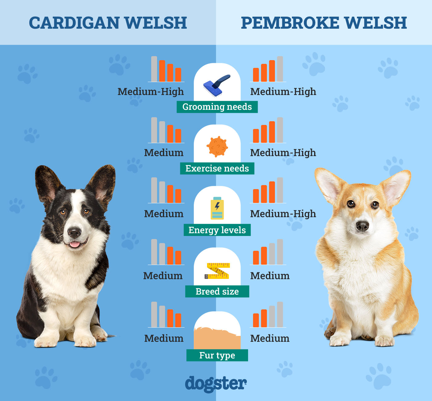 Unveiling the Charm of Cardigan Welsh Corgi Dogs: Your Perfect Companion Unveiling the Charm of Cardigan Welsh Corgi Dogs: Your Perfect Companion