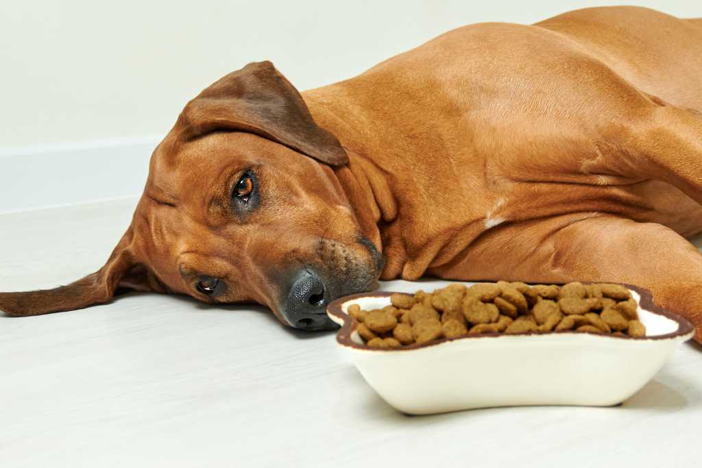 Unveiling the Mystery: Understanding Why Your Dog Won't Eat - Health Factors Affecting Your Dog's Appetite