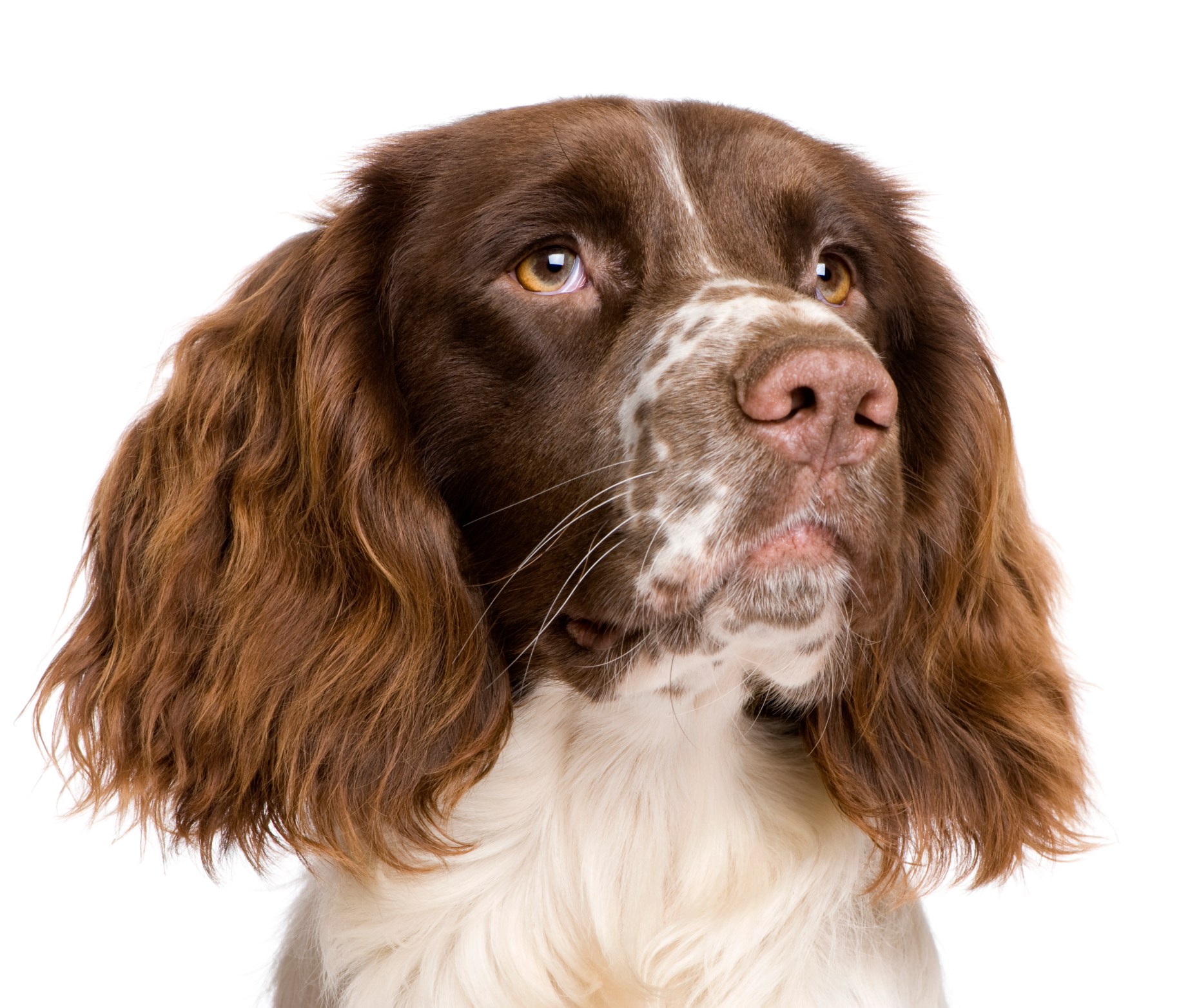 Unveiling the Enchanting World of the English Springer Spaniel Unveiling the Enchanting World of the English Springer Spaniel
