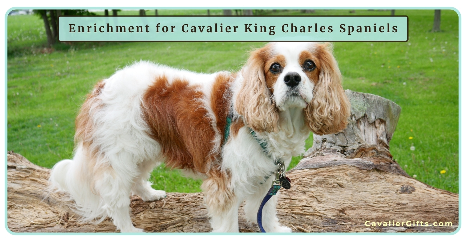 Your Ultimate Guide to Finding Cavalier King Charles Spaniel Puppies in Your Area - Preparing for Your Cavalier King Charles Spaniel Puppy