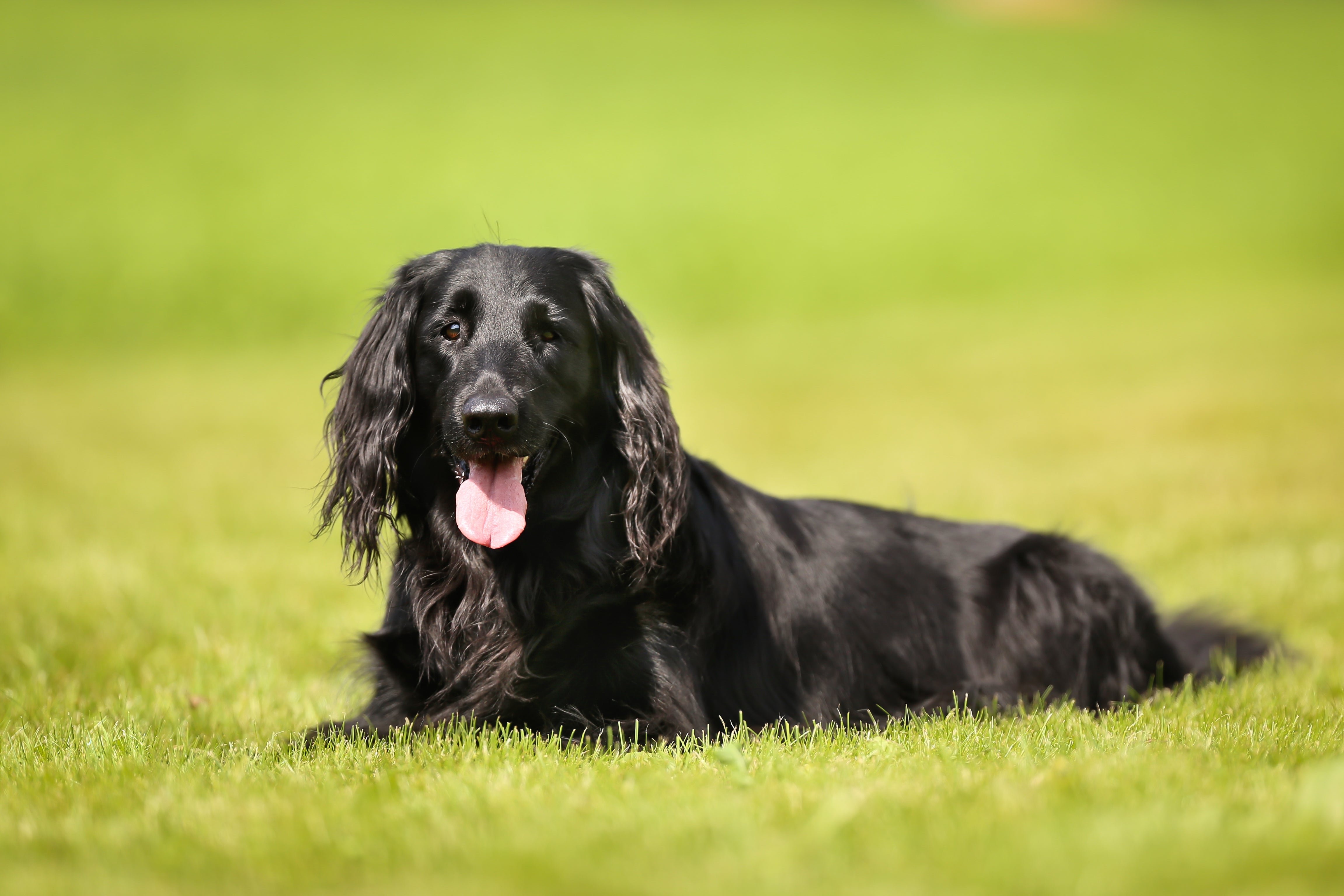 Discover the Endearing Charm of Flat-Haired Retriever Puppies