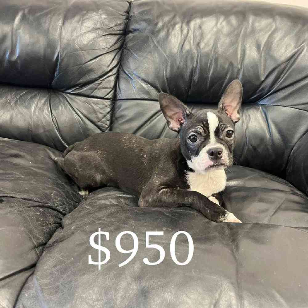 Bringing Home a Ball of Joy: Boston Terrier Puppies Available in Massachusetts Bringing Home a Ball of Joy: Boston Terrier Puppies Available in Massachusetts