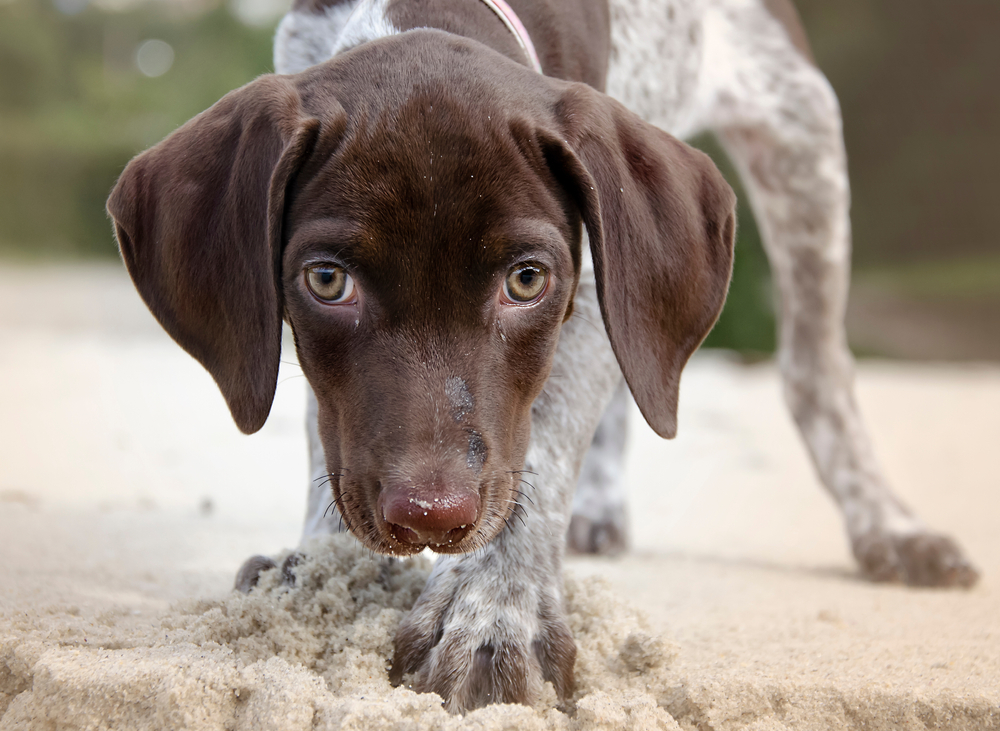 Your Guide to Finding the Perfect Shorthaired German Pointer Puppy Your Guide to Finding the Perfect Shorthaired German Pointer Puppy