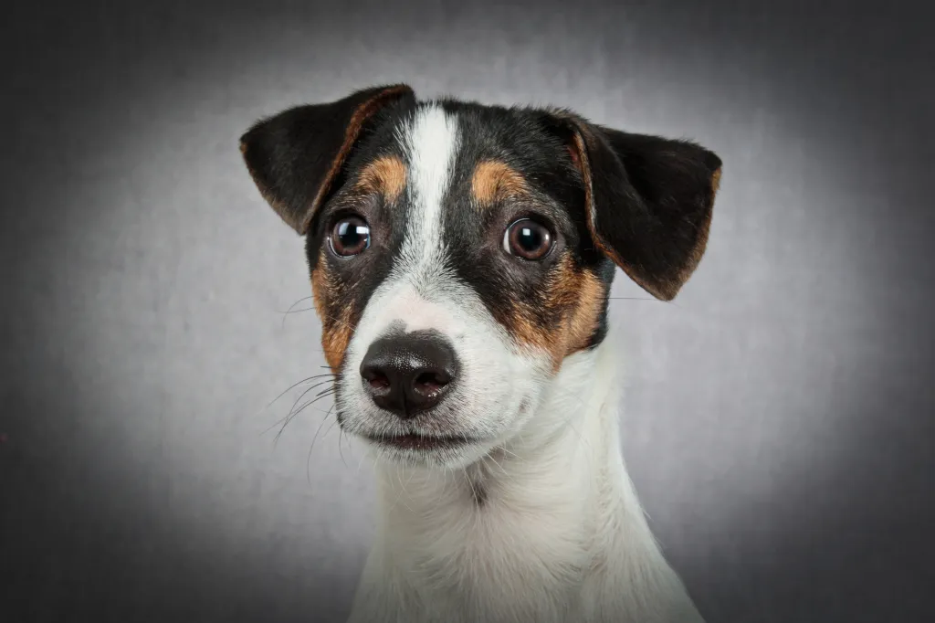Understanding the Spirited Nature of Jack Russell Terriers: A Deep Dive into Their Temperament Understanding the Spirited Nature of Jack Russell Terriers: A Deep Dive into Their Temperament