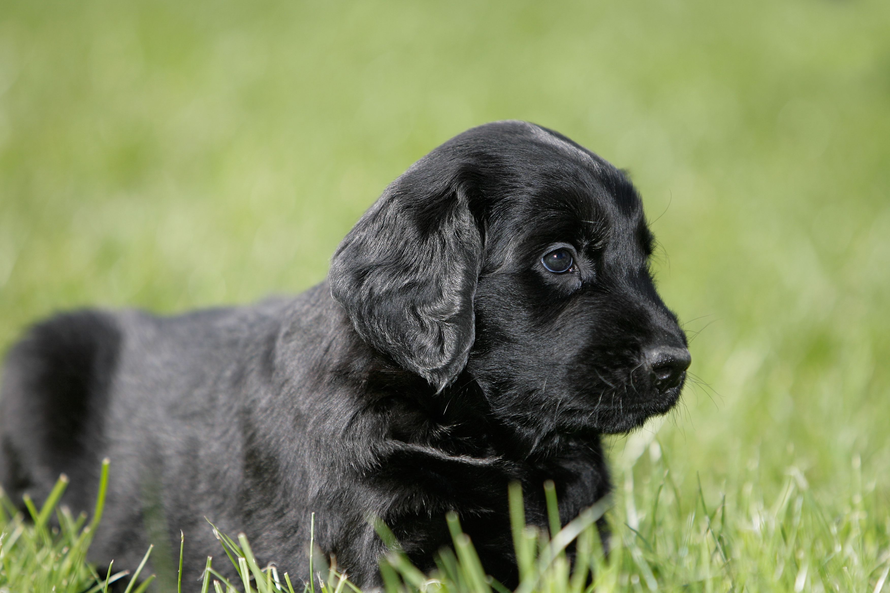 Discover the Endearing Charm of Flat-Haired Retriever Puppies