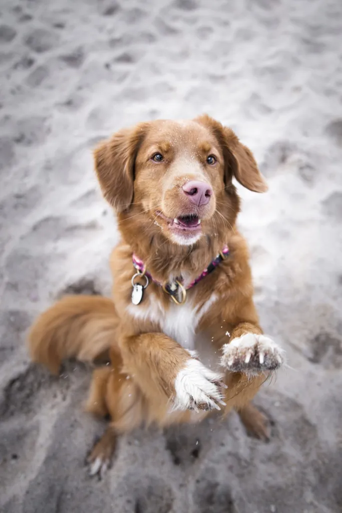 Unleashing the Nova Scotia Duck Tolling Retriever: The Eager and Affectionate Hunter Unleashing the Nova Scotia Duck Tolling Retriever: The Eager and Affectionate Hunter