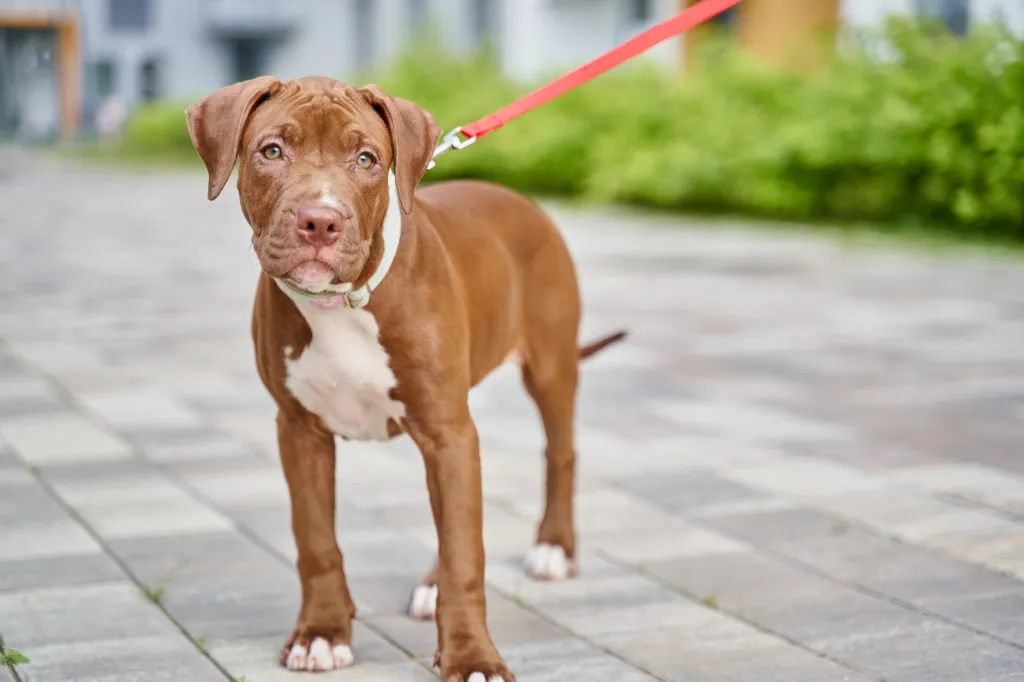 The American Pit Bull Terrier: Understanding Their Unique Traits and Temperament The American Pit Bull Terrier: Understanding Their Unique Traits and Temperament