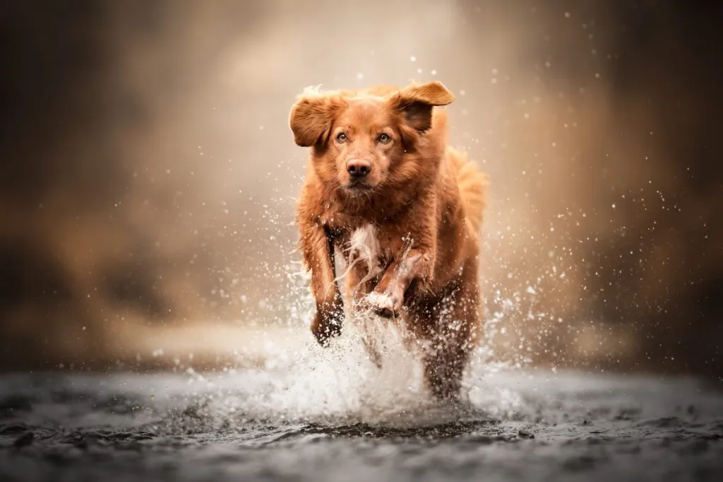 Unleashing the Nova Scotia Duck Tolling Retriever: The Eager and Affectionate Hunter Unleashing the Nova Scotia Duck Tolling Retriever: The Eager and Affectionate Hunter