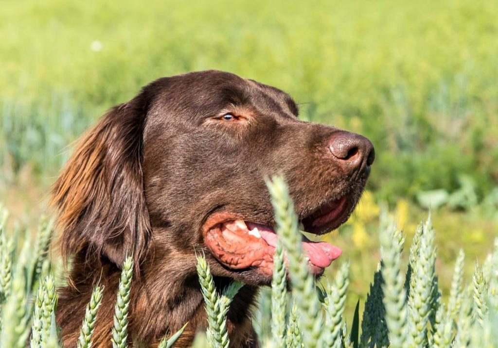 Discover the Endearing Charm of Flat-Haired Retriever Puppies
