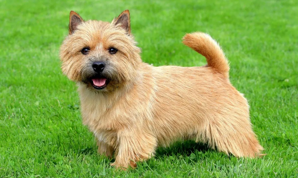 Unleashing the Norfolk Terrier: A Versatile British Breed