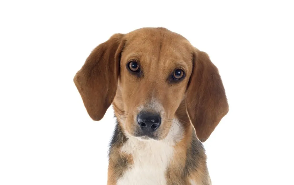 Unleashing the History and Character of the Harrier Hound Breed Unleashing the History and Character of the Harrier Hound Breed