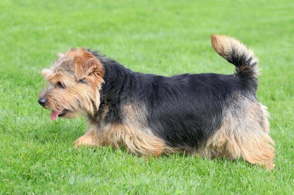 Unleashing the Norfolk Terrier: A Versatile British Breed - Participation in Dog Shows and Competitions