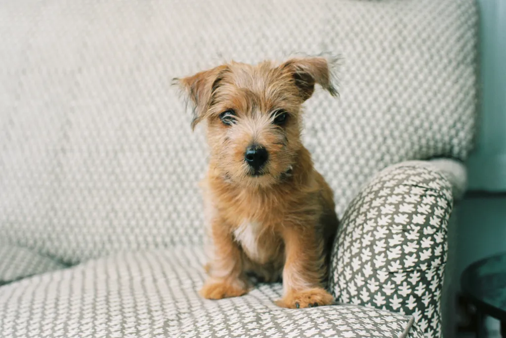 Unleashing the Norfolk Terrier: A Versatile British Breed - Training and Exercise for Norfolk Terriers