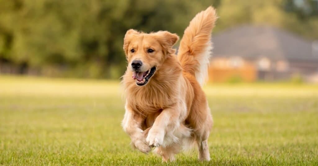 Understanding the Lifespan of Golden Retrievers: What Every Owner Should Know Understanding the Lifespan of Golden Retrievers: What Every Owner Should Know