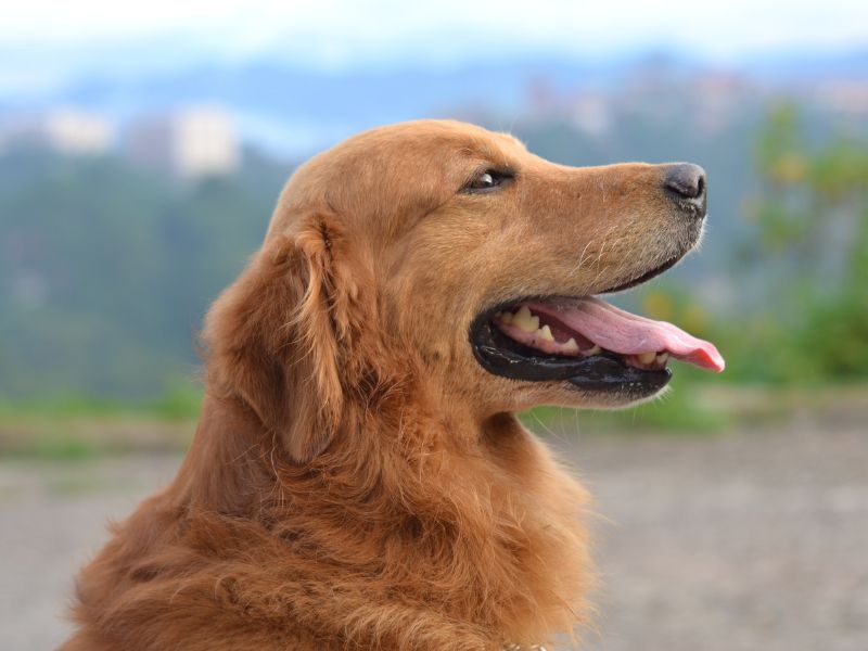 Understanding the Lifespan of Golden Retrievers: What Every Owner Should Know Understanding the Lifespan of Golden Retrievers: What Every Owner Should Know