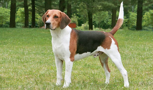 Unleashing the History and Character of the Harrier Hound Breed Unleashing the History and Character of the Harrier Hound Breed
