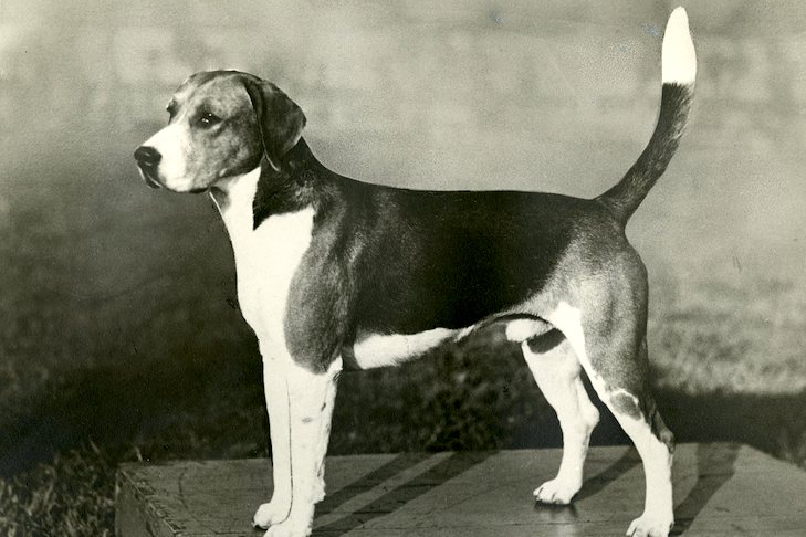 Unleashing the History and Character of the Harrier Hound Breed Unleashing the History and Character of the Harrier Hound Breed