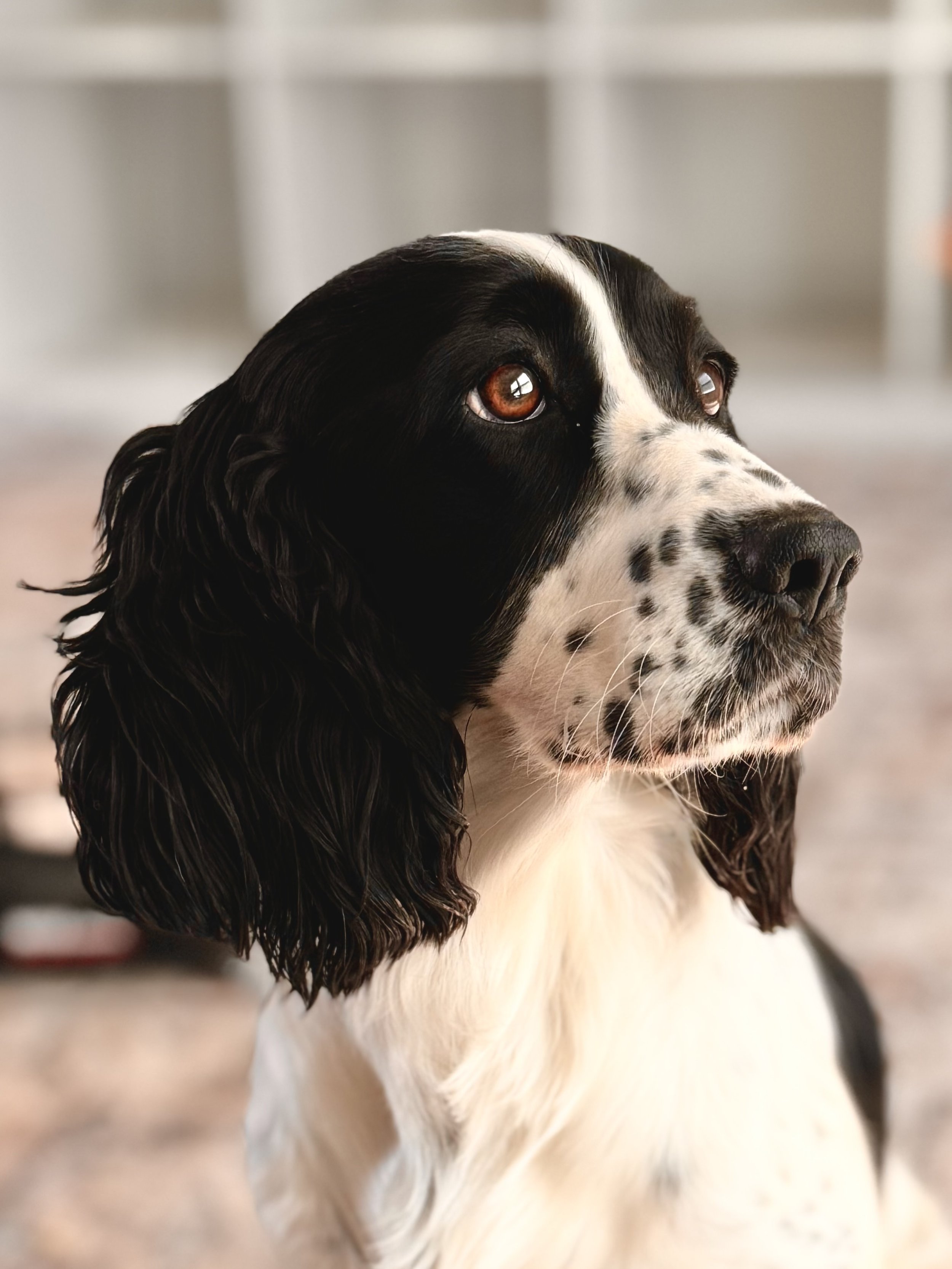 Unveiling the Enchanting World of the English Springer Spaniel Unveiling the Enchanting World of the English Springer Spaniel