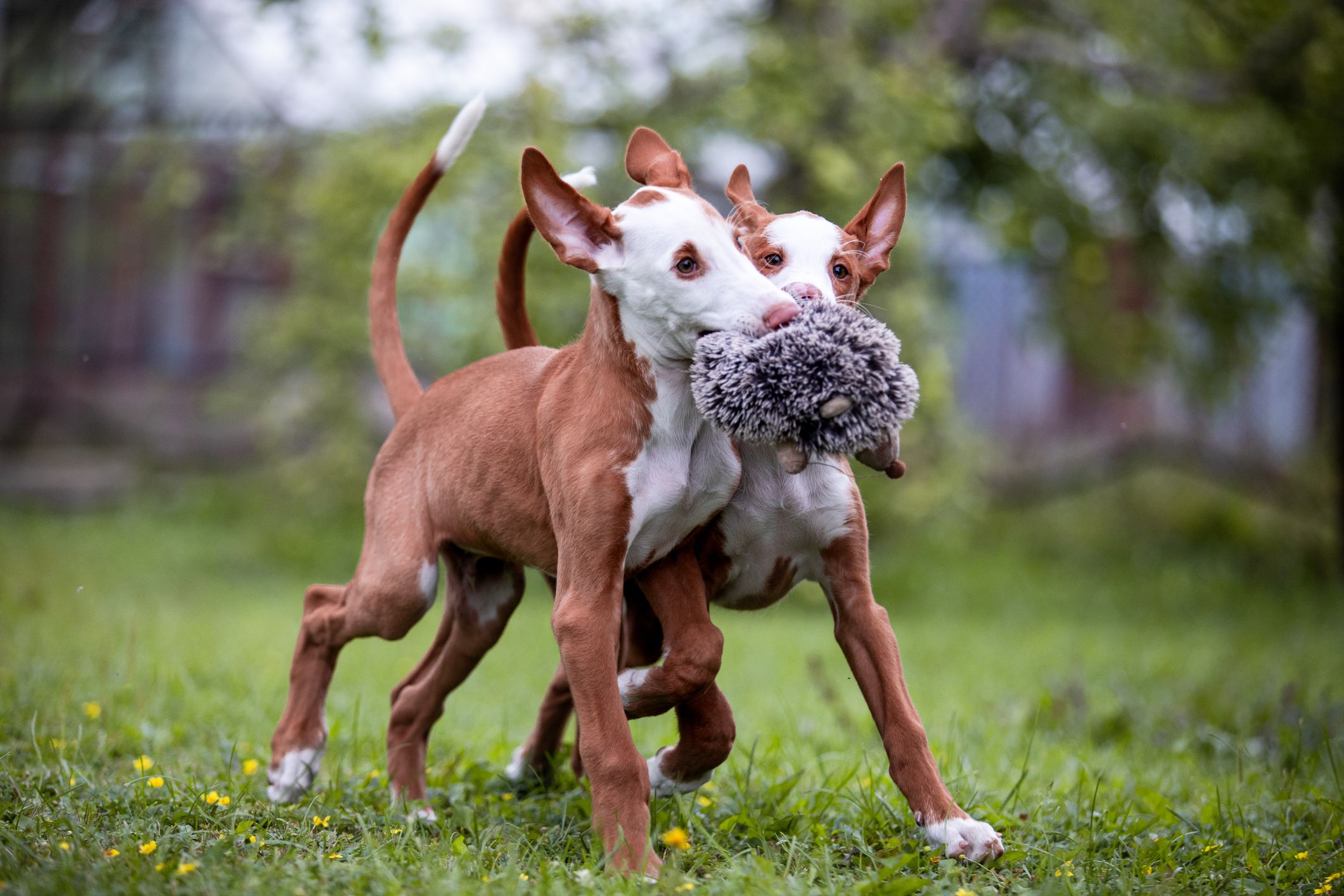 Unleashing the Elegance: Discovering the Ibizan Hound Breed Traits Unleashing the Elegance: Discovering the Ibizan Hound Breed Traits