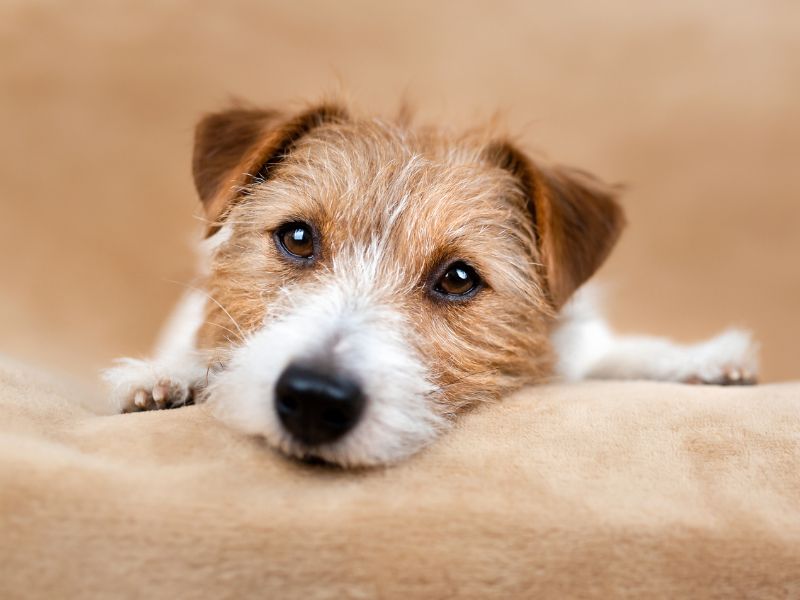 Understanding the Spirited Nature of Jack Russell Terriers: A Deep Dive into Their Temperament Understanding the Spirited Nature of Jack Russell Terriers: A Deep Dive into Their Temperament