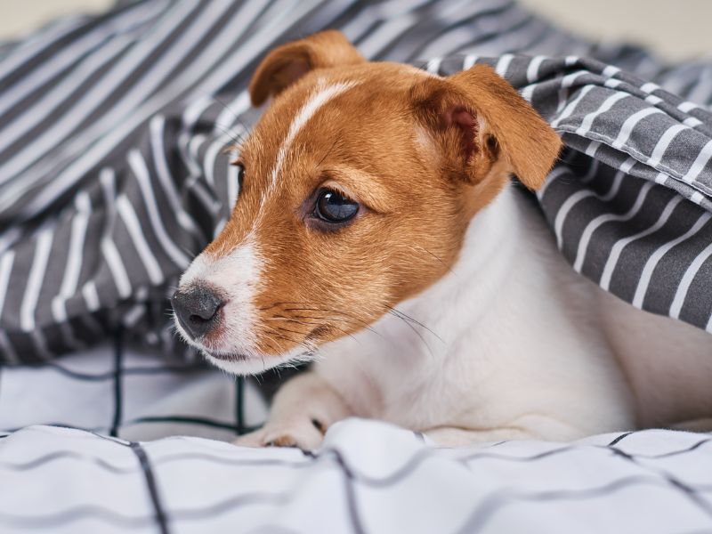 Understanding the Spirited Nature of Jack Russell Terriers: A Deep Dive into Their Temperament Understanding the Spirited Nature of Jack Russell Terriers: A Deep Dive into Their Temperament