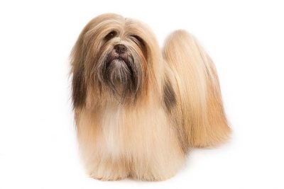 Discover the Enchanting World of Tibetan Lhasa Apso Puppies Discover the Enchanting World of Tibetan Lhasa Apso Puppies