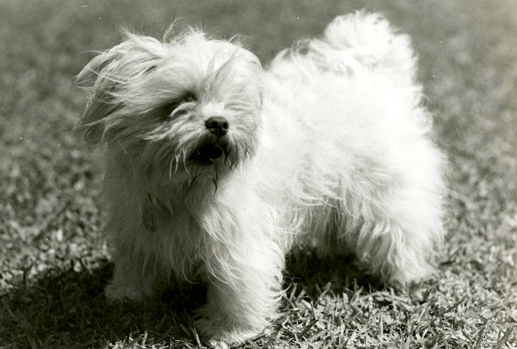 Discover the Enchanting World of Tibetan Lhasa Apso Puppies Discover the Enchanting World of Tibetan Lhasa Apso Puppies