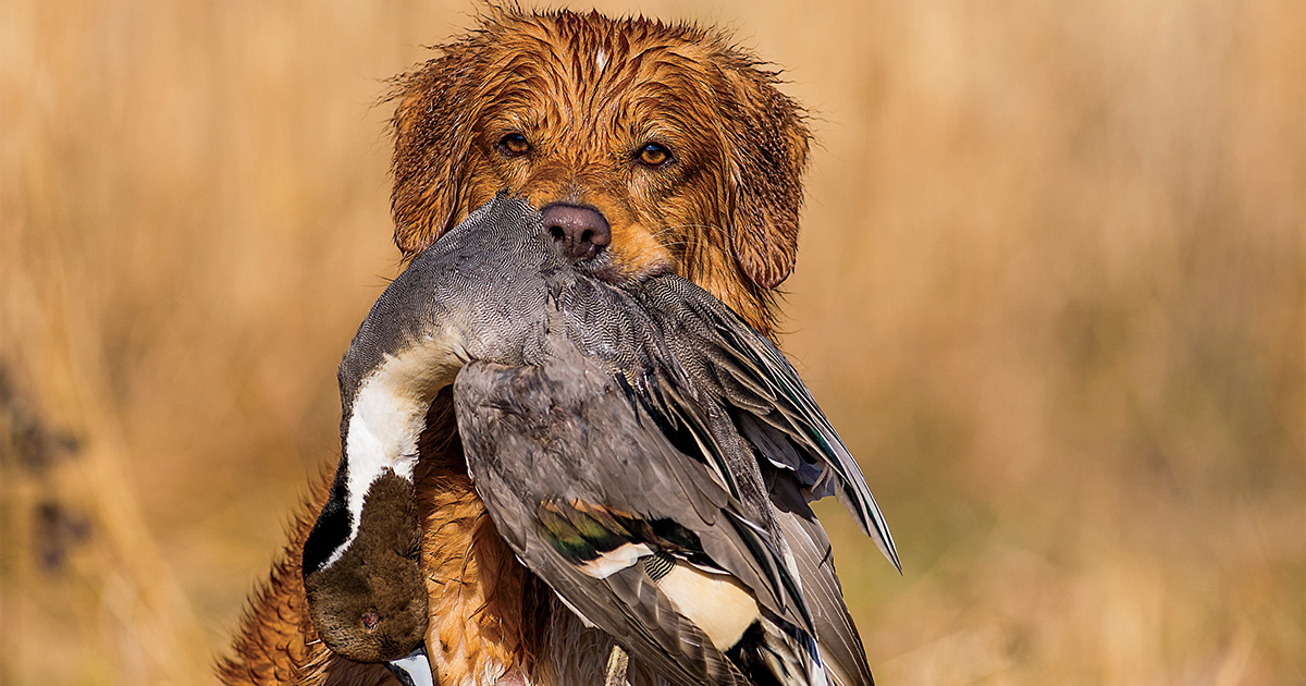 Unleashing the Nova Scotia Duck Tolling Retriever: The Eager and Affectionate Hunter Unleashing the Nova Scotia Duck Tolling Retriever: The Eager and Affectionate Hunter