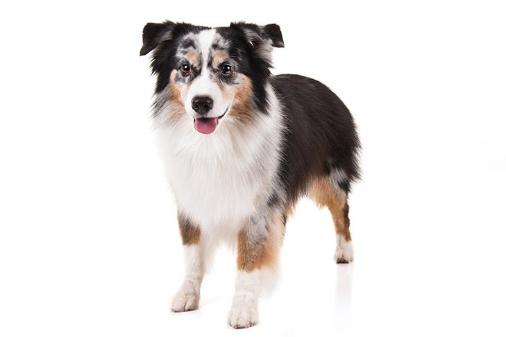 Unlocking the Charms of Miniature American Shepherds: A Complete Guide Unlocking the Charms of Miniature American Shepherds: A Complete Guide