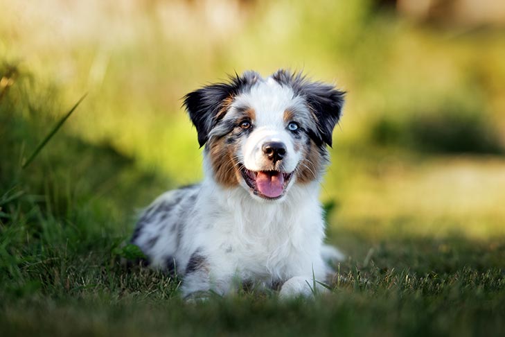 Unlocking the Charms of Miniature American Shepherds: A Complete Guide Unlocking the Charms of Miniature American Shepherds: A Complete Guide