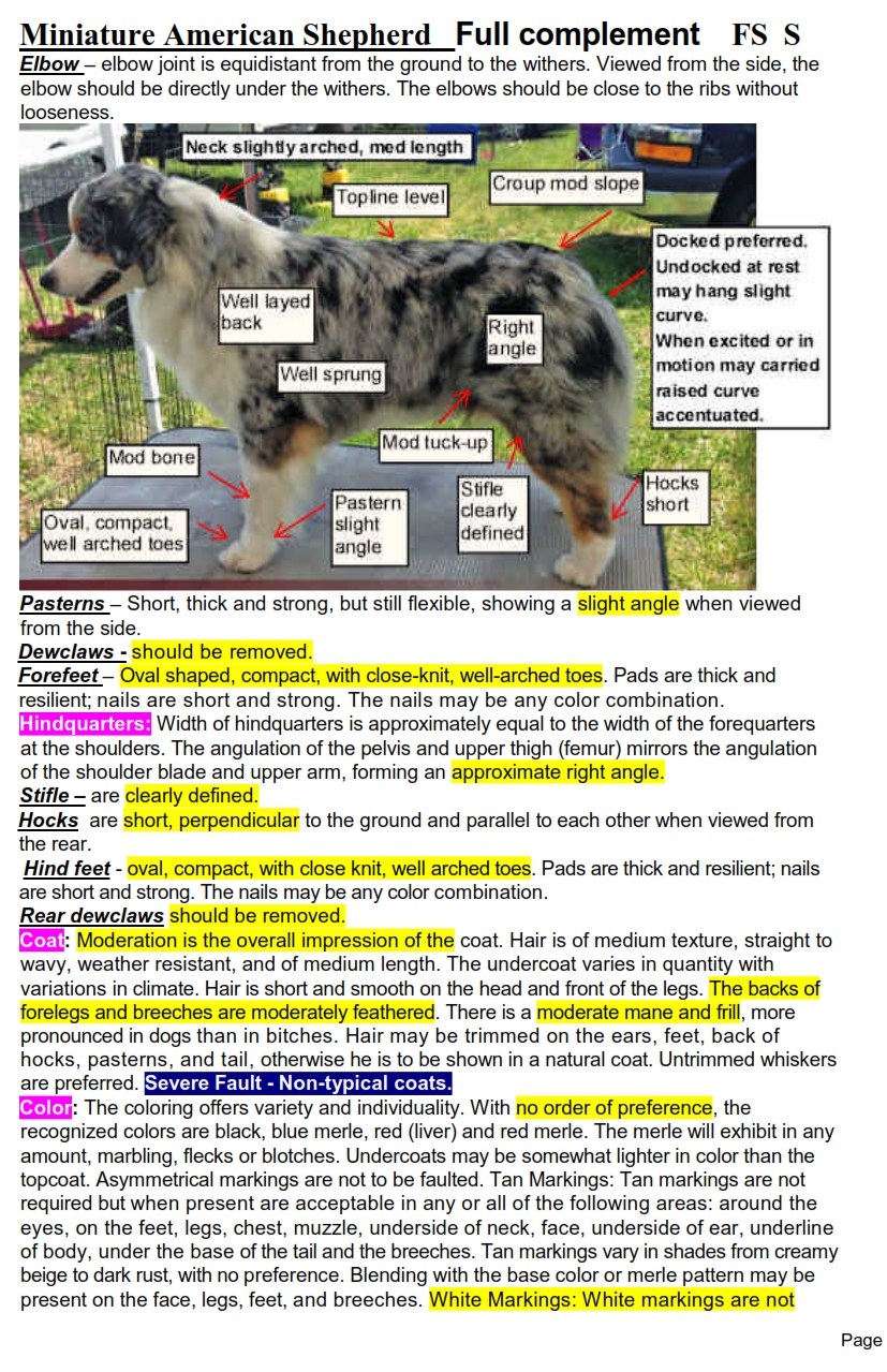 Unlocking the Charms of Miniature American Shepherds: A Complete Guide Unlocking the Charms of Miniature American Shepherds: A Complete Guide