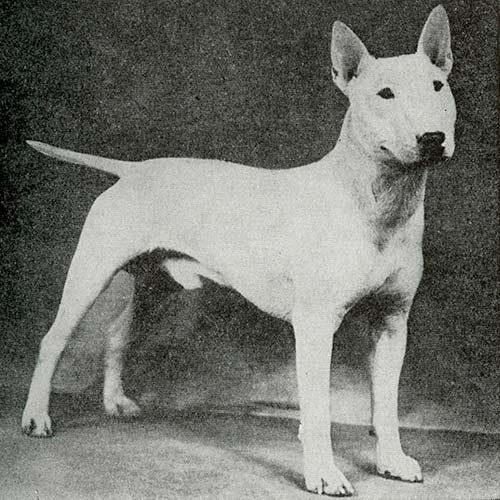 Unveiling the History of the Miniature Bull Terrier: From England to Your Home Unveiling the History of the Miniature Bull Terrier: From England to Your Home