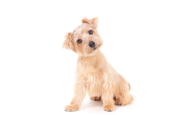 Unleashing the Norfolk Terrier: A Versatile British Breed - Grooming and Care for Norfolk Terriers