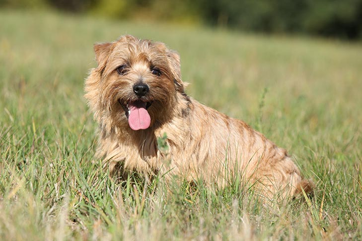 Unleashing the Norfolk Terrier: A Versatile British Breed - Norfolk Terriers as Working Dogs