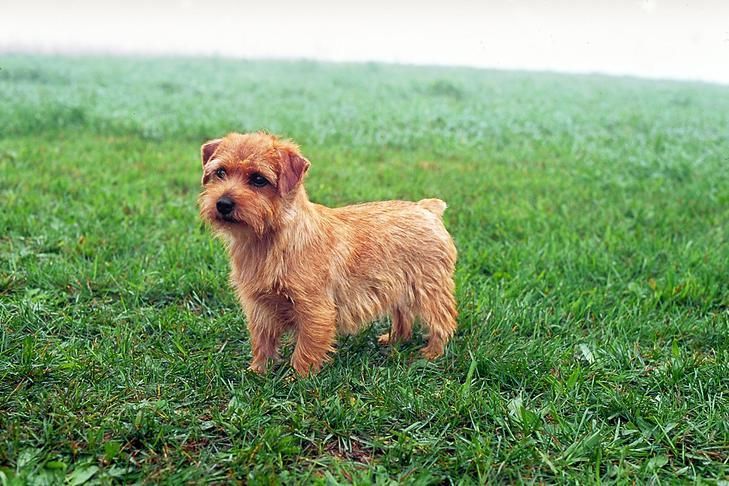 Unleashing the Norfolk Terrier: A Versatile British Breed - Conclusion and Future Outlook