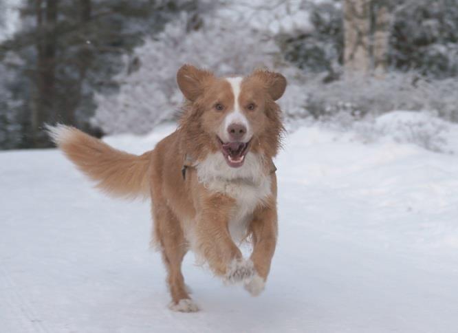 Unleashing the Nova Scotia Duck Tolling Retriever: The Eager and Affectionate Hunter Unleashing the Nova Scotia Duck Tolling Retriever: The Eager and Affectionate Hunter
