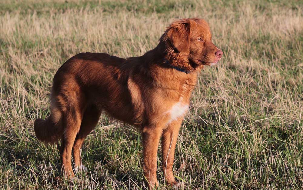 Unleashing the Nova Scotia Duck Tolling Retriever: The Eager and Affectionate Hunter Unleashing the Nova Scotia Duck Tolling Retriever: The Eager and Affectionate Hunter