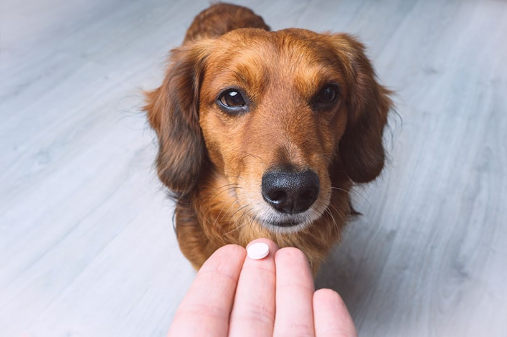 Paw-sitive Solutions: Creative Tricks to Help Your Dog Swallow Pills - Conclusion