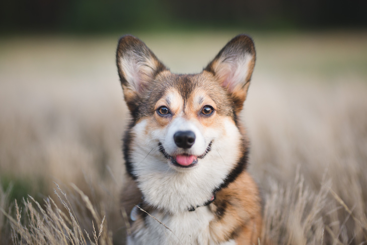 10 Fascinating Facts About Pembroke Welsh Corgis: Why They Make the Perfect Pet 10 Fascinating Facts About Pembroke Welsh Corgis: Why They Make the Perfect Pet