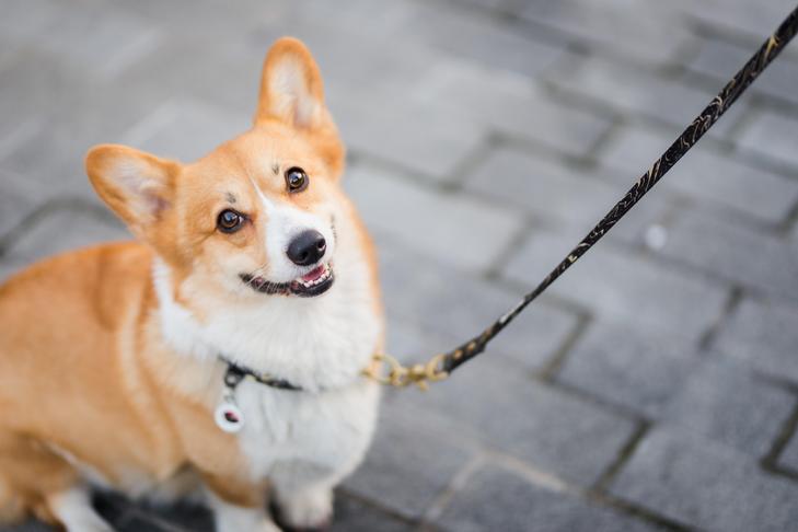 10 Fascinating Facts About Pembroke Welsh Corgis: Why They Make the Perfect Pet 10 Fascinating Facts About Pembroke Welsh Corgis: Why They Make the Perfect Pet