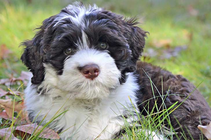Your Guide to Finding the Perfect Portuguese Water Dog Puppy Your Guide to Finding the Perfect Portuguese Water Dog Puppy