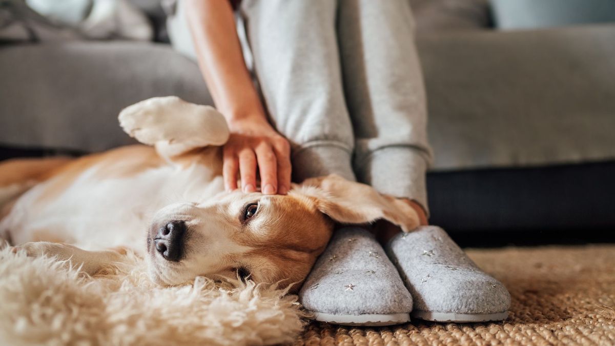 10 Dos and Don'ts of Petting Dogs: A Comprehensive Guide for Canine Lovers