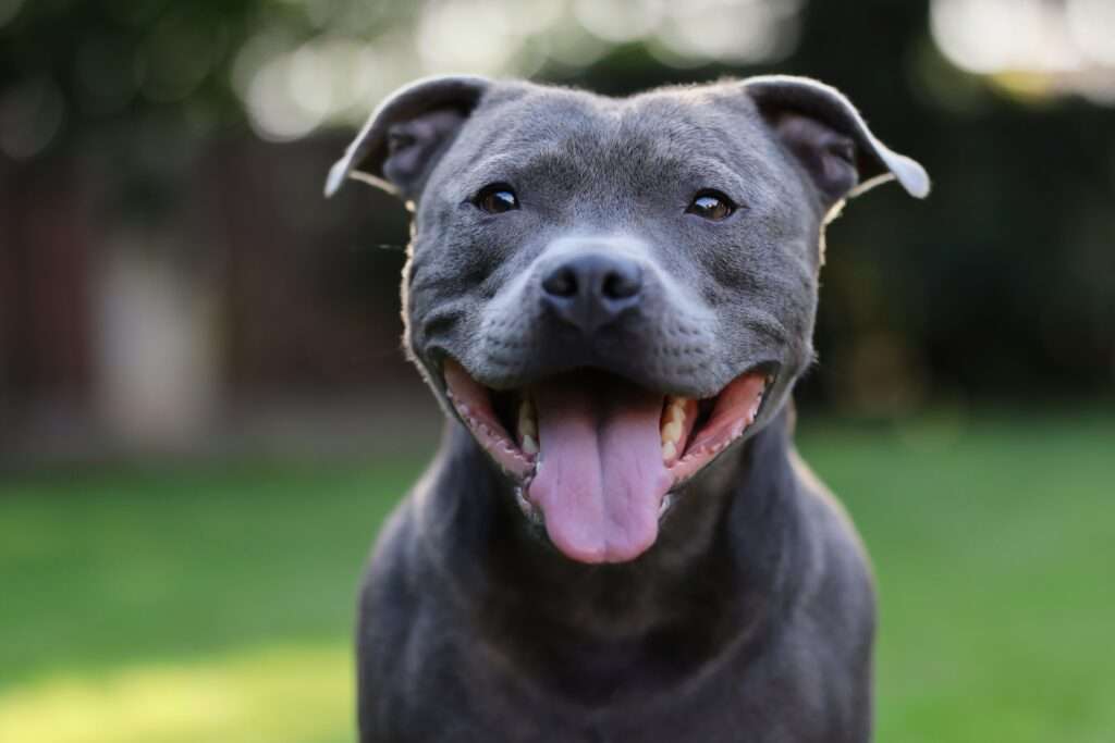 The Ultimate Guide to Finding the Perfect Blue Staffordshire Bull Terrier Puppy The Ultimate Guide to Finding the Perfect Blue Staffordshire Bull Terrier Puppy