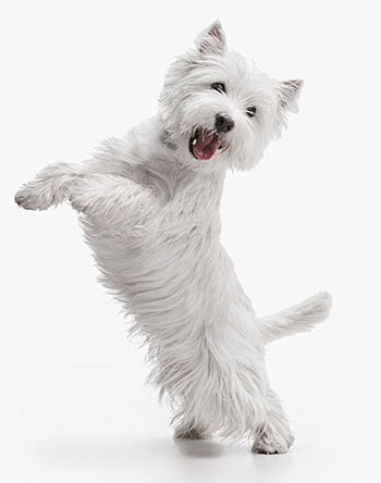 The Adorable West Highland White Terrier: Your Ultimate Guide to This Charming Breed The Adorable West Highland White Terrier: Your Ultimate Guide to This Charming Breed