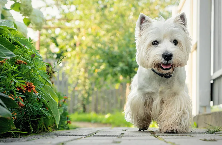 Your Guide to Finding the Perfect White Highland Terrier Puppy Your Guide to Finding the Perfect White Highland Terrier Puppy