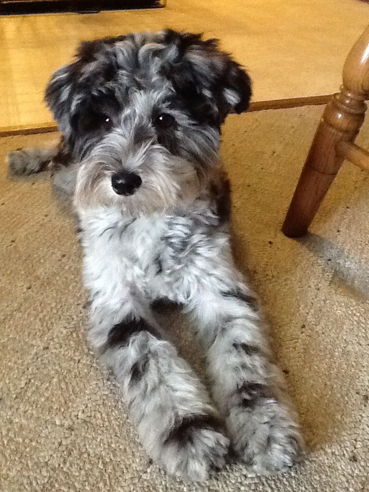 Unveiling the Top Schnauzer Poodle Mix Breeders: Angelas Schnoodles vs. Smeraglia Schnoodles