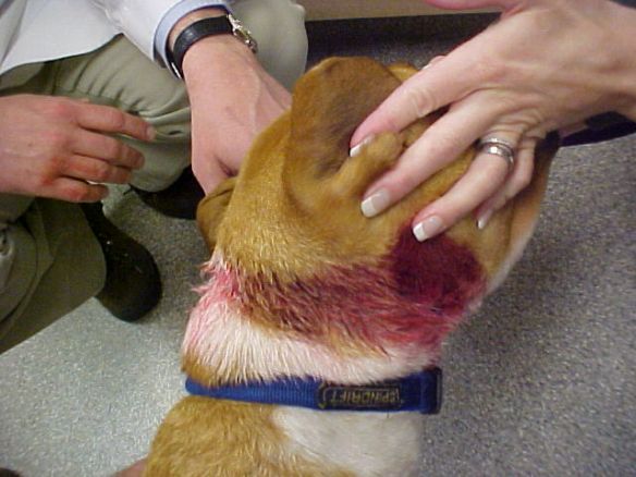 Risks of Fatality: Can Shock Collars Kill Your Beloved Dog? - Case Studies and Research Findings