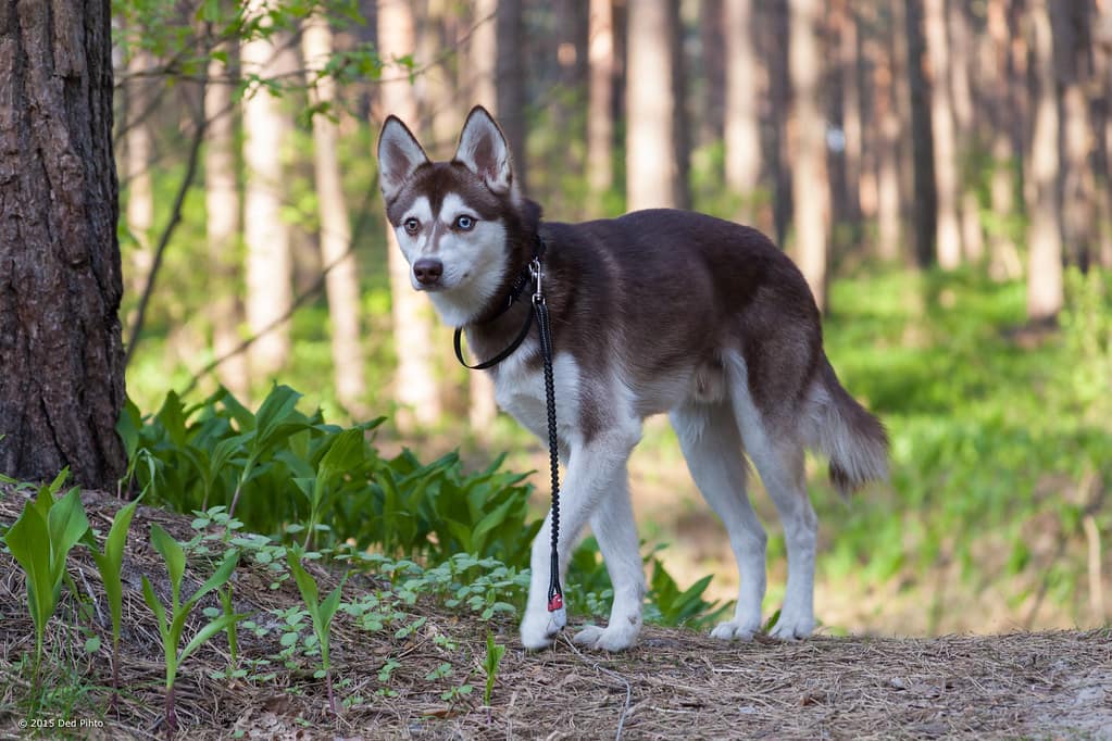 Unraveling the Mystique of the Alaskan Klee Kai Breed Unraveling the Mystique of the Alaskan Klee Kai Breed