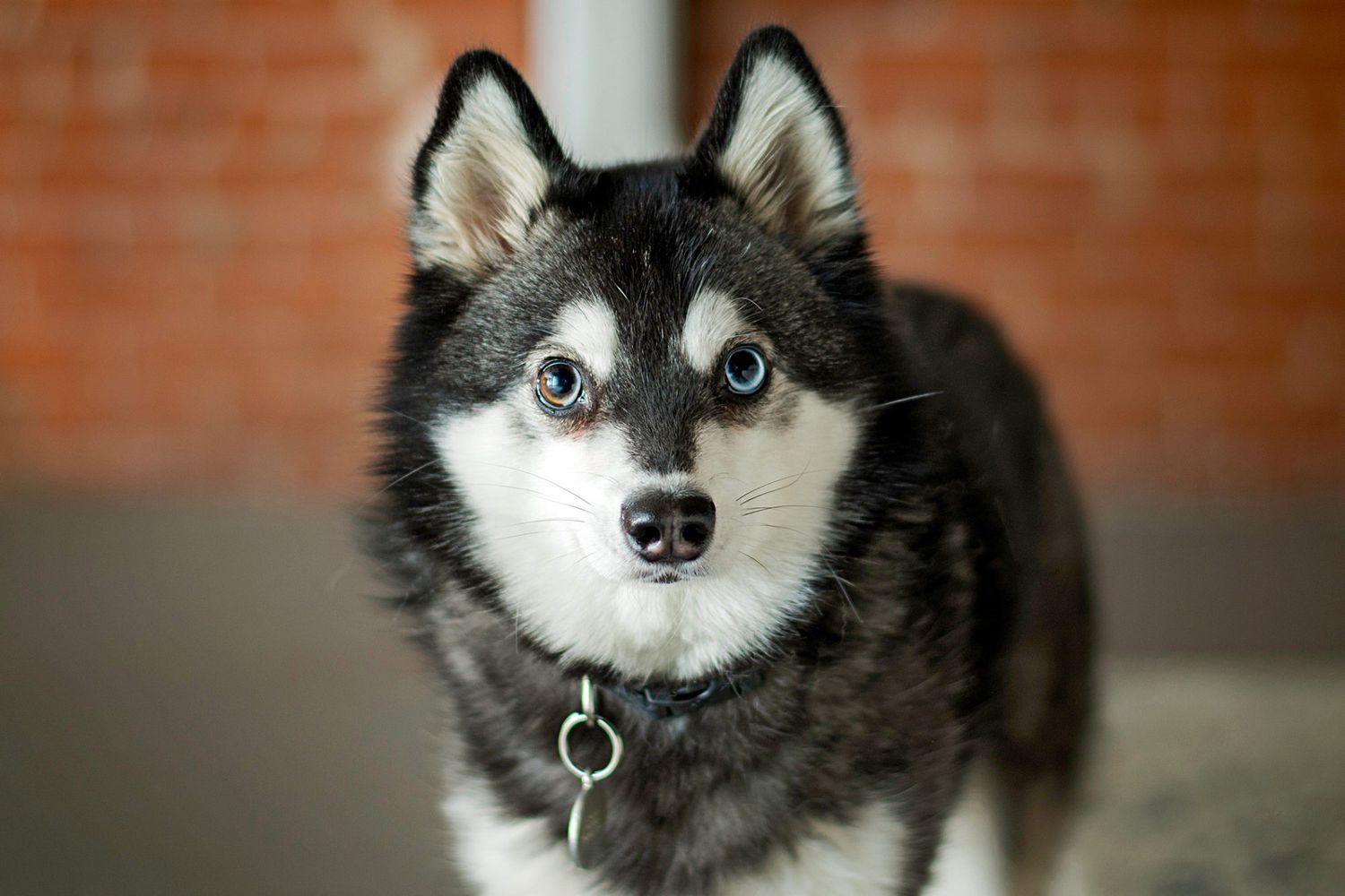 Unraveling the Mystique of the Alaskan Klee Kai Breed Unraveling the Mystique of the Alaskan Klee Kai Breed