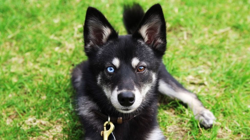 Unraveling the Mystique of the Alaskan Klee Kai Breed Unraveling the Mystique of the Alaskan Klee Kai Breed
